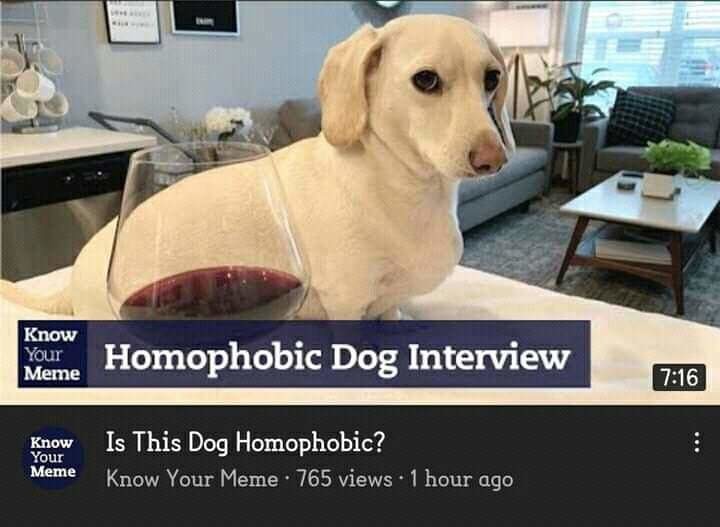 Dog homophobic - meme