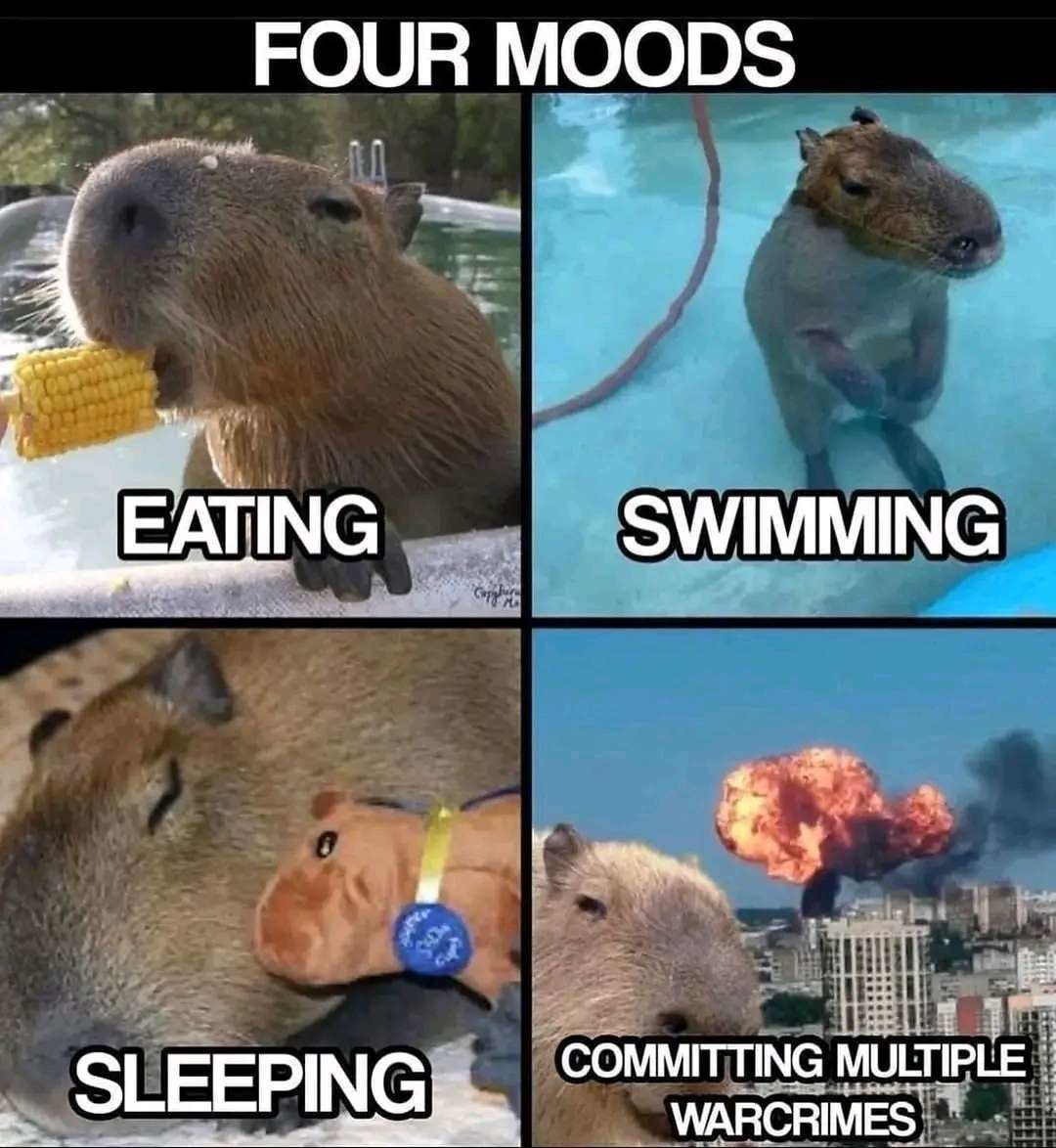 Capybara/caprinco - meme