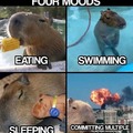 Capybara/caprinco