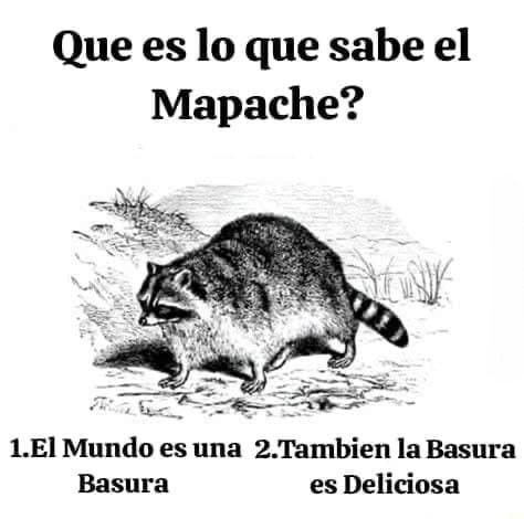 Top memes de Mapaches en español :) Memedroid