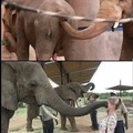 Estos elefantes...