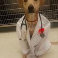 Doctor Doggo