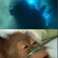 Godzilla is just biult different