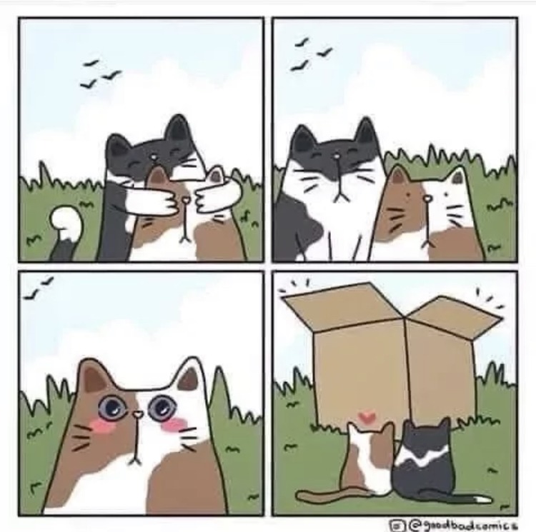 Cats love boxes - meme