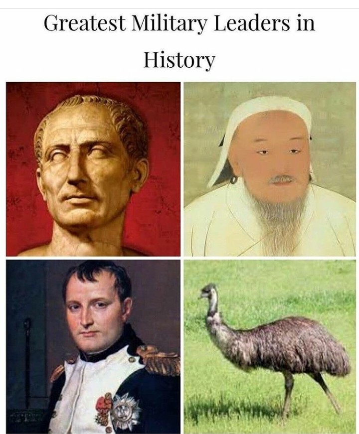 Emu Empire - meme