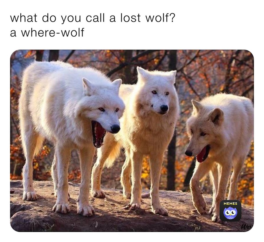 What about how wolf? - meme