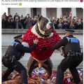 Bully dog UK ban meme
