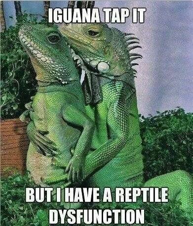 Iguanas - meme