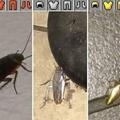 Cucaracha tuneada
