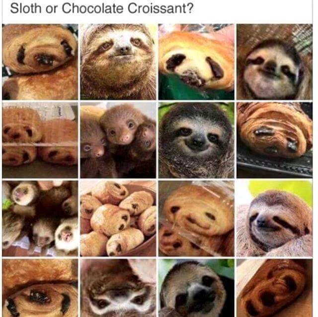 Favorite species of sloth? - meme