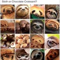 Favorite species of sloth?