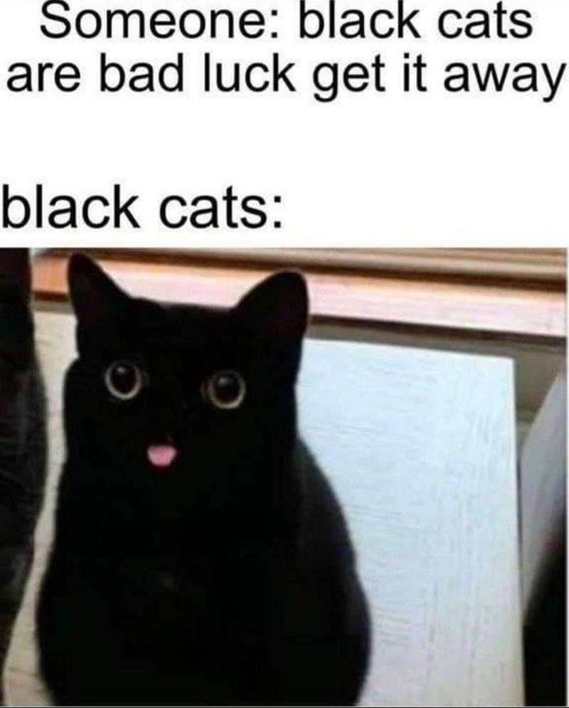 black cats: - meme