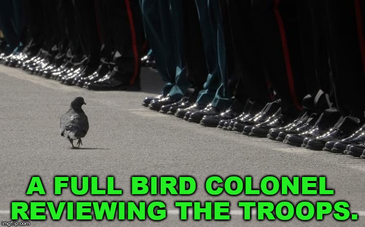 Funny meme of a bird coronel in Memorial Day