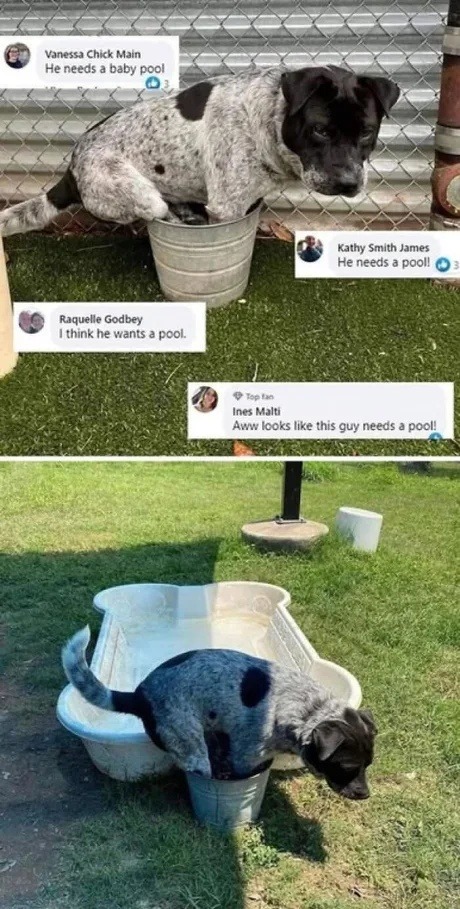 He def needs a pool bro - meme