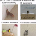Cucaracha tuneada c: