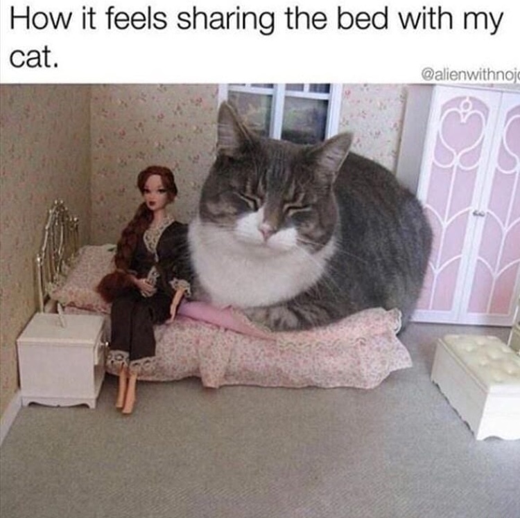 always takes the middle of the bed - meme
