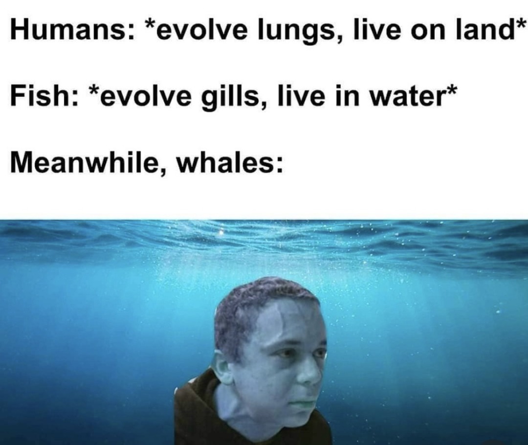 Whales - meme