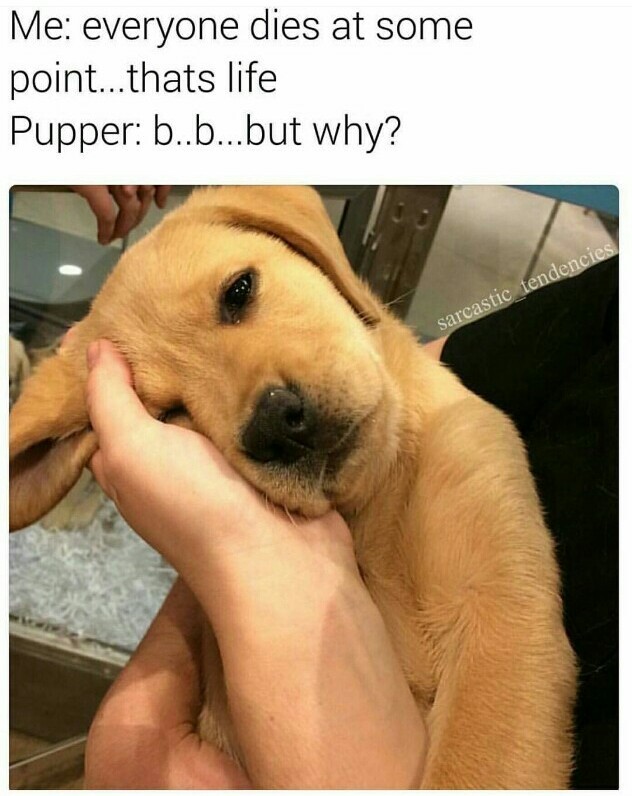 Cute Pupper - meme