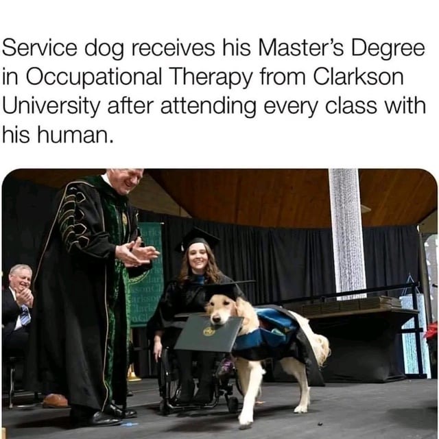 service dog - meme