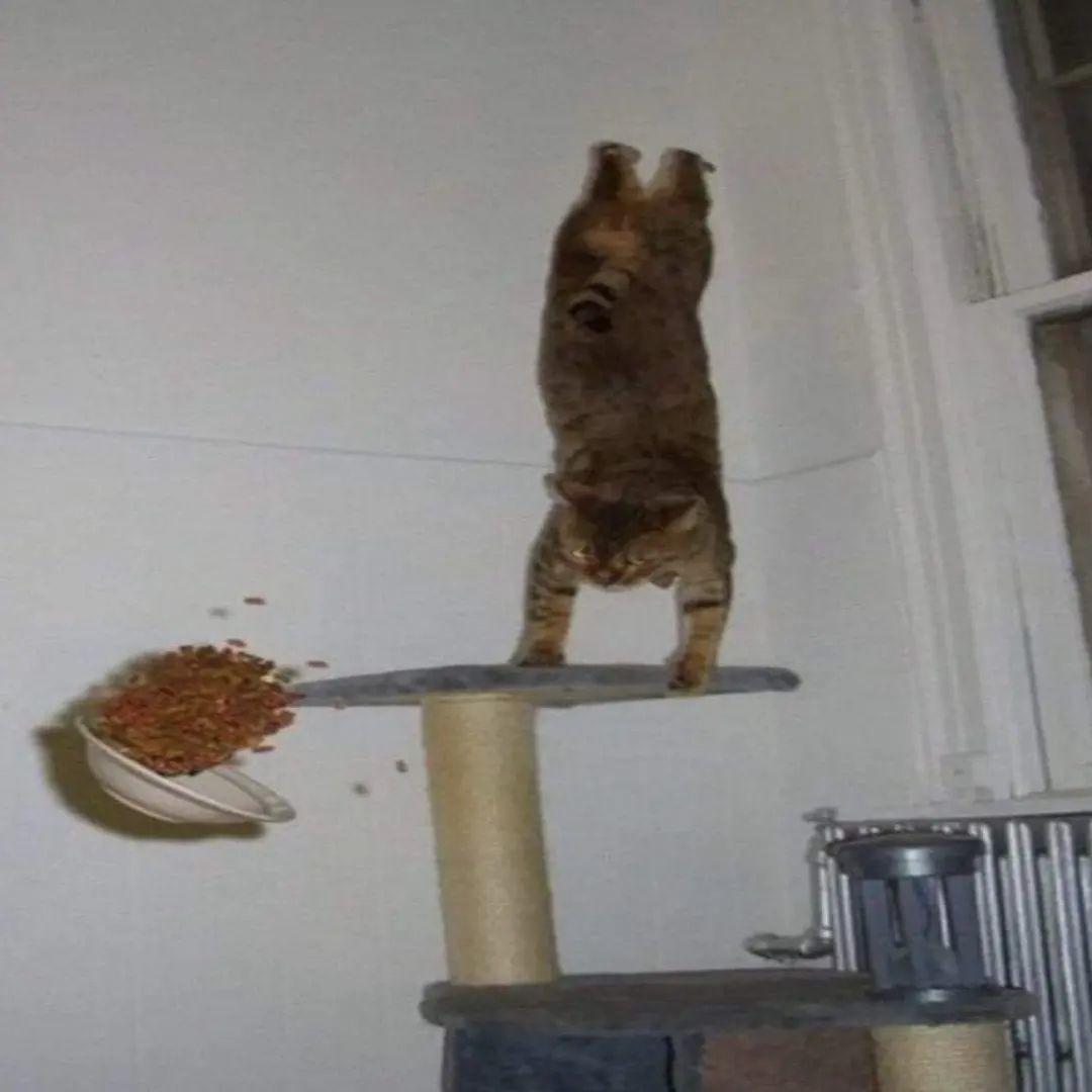 Gato truco - meme