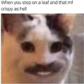 cursed cat meme