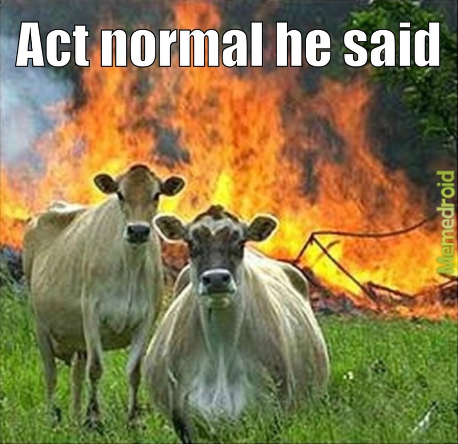 Evil Cows - meme