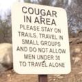 Cougar in area