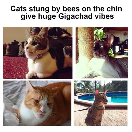 Gigachad cat - meme