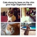 Gigachad cat