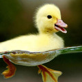 Cite duckling swimming