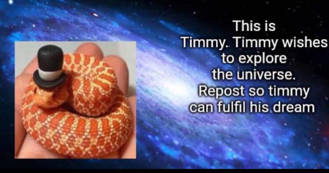 Timmy - meme