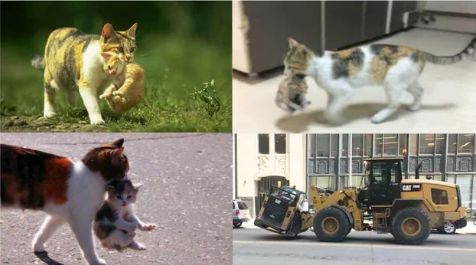 Mientras tanto, los gatos cargando a sus crias xD - meme