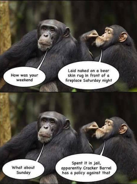 Chimps in a barrel - meme