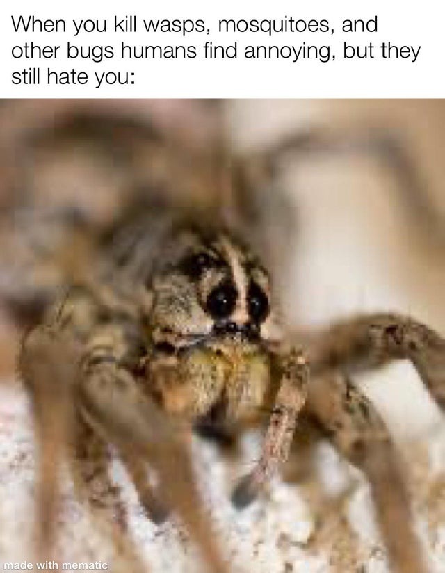 Sad spider - meme