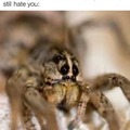 Sad spider