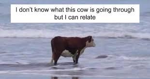 Cow meme #1