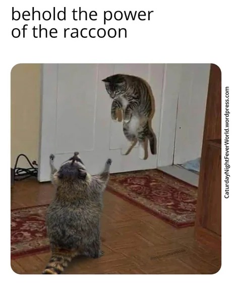 Raccoon is strong with the force - meme