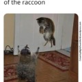 Raccoon is strong with the force