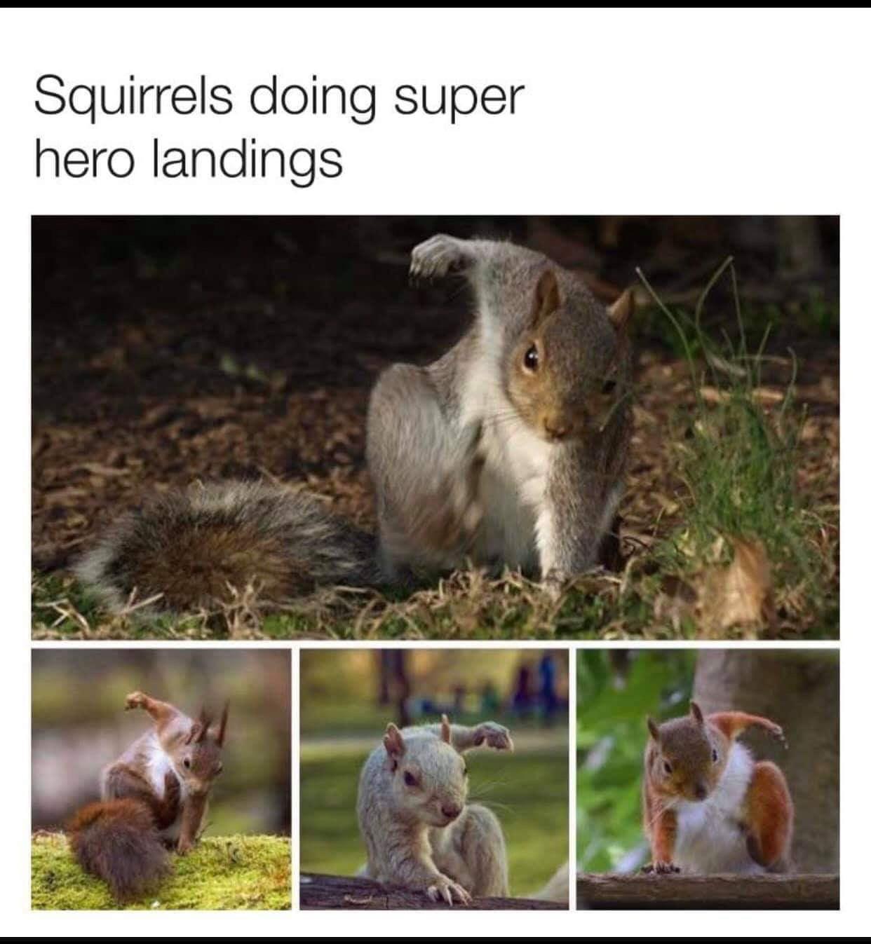 Super Esquilos - meme