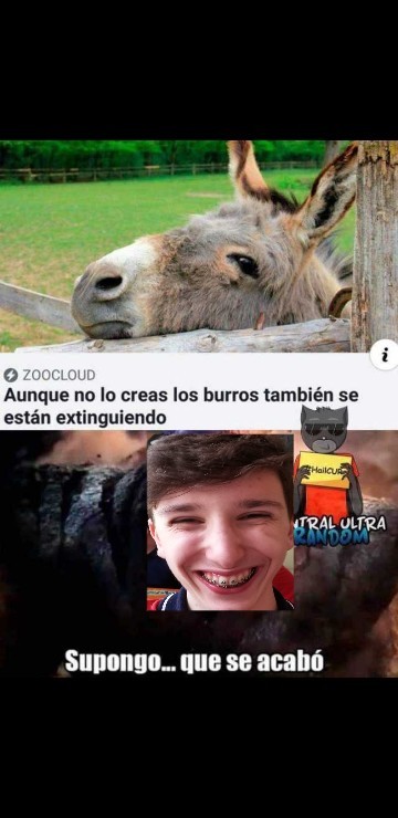 Zapala burro - meme