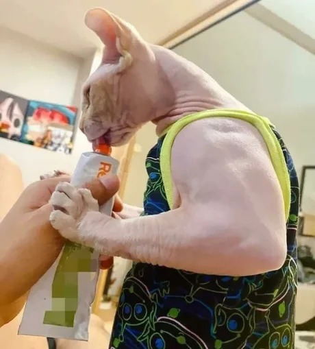 Use this for a jacked cat meme