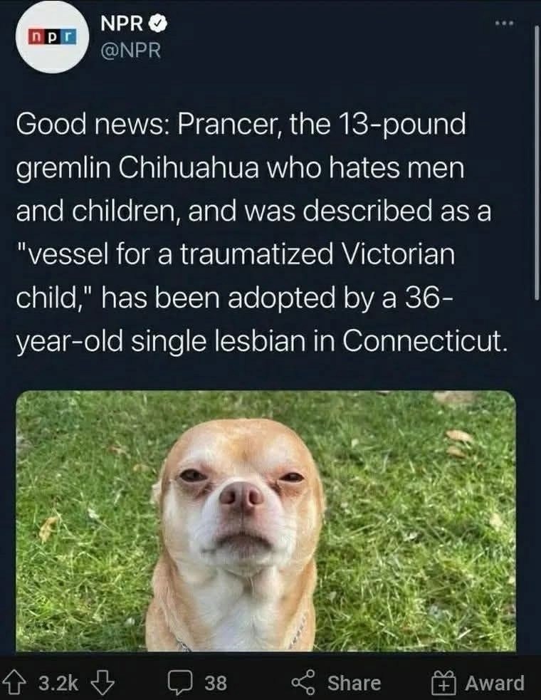 Positive Adoption Memes