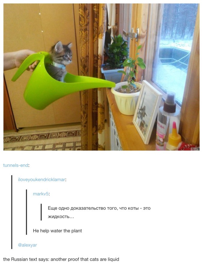 Tumblr is shit cat is good - meme