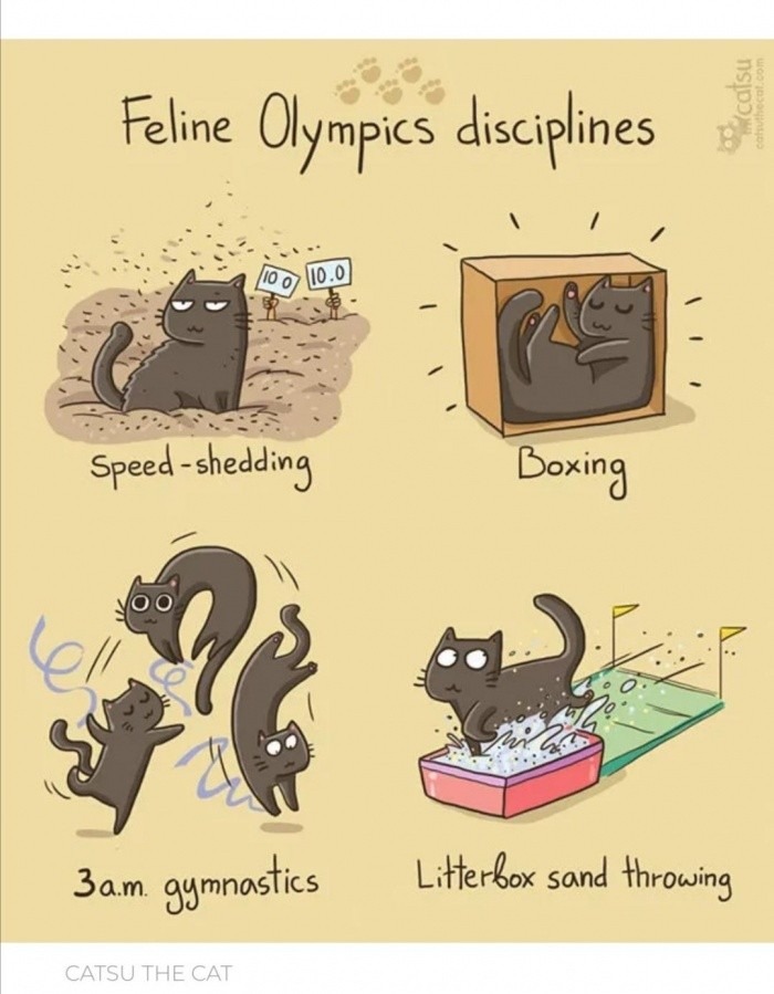 Feline Olympics - meme