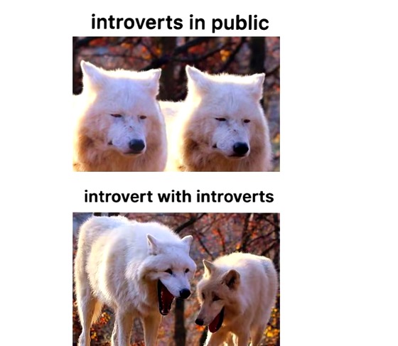 Introverts be like - meme