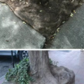 Square root and cube root in real life