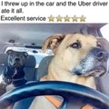 Uber good doggo