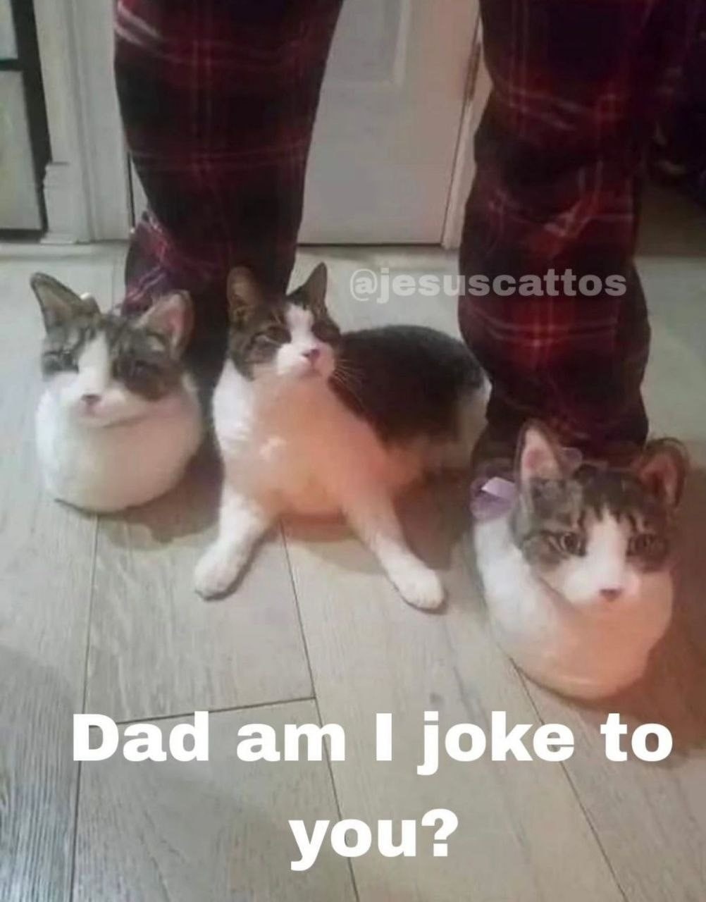 Alpargatas de gatos - meme