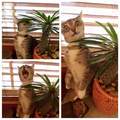 Cat tried to bite cactus. Had a bad time