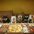 Table for cute doggos